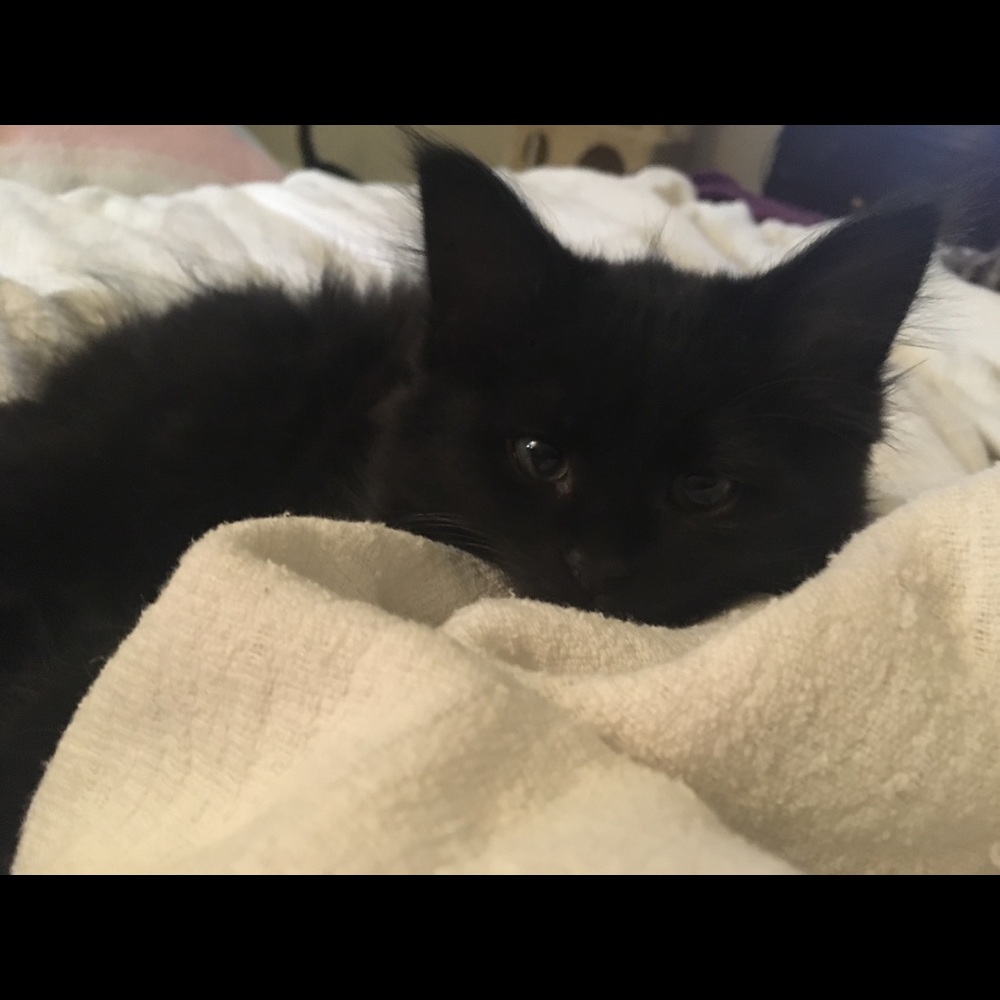 Meet your Posher, Laura